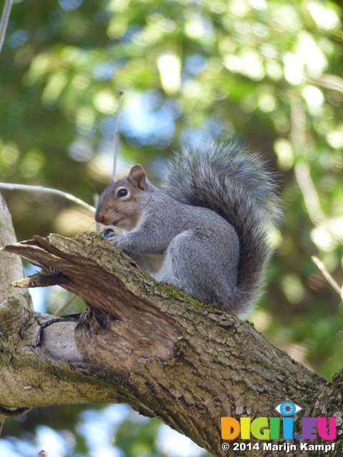 FZ004185 Grey squirrel eating nut